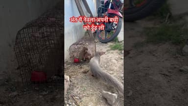 माँ तो माँ होती है #nawada #shorts #shortsvideo #sonusinghjournalist #animals #reels