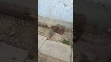 नेवला अपनी बची को ढूँढ रही हैं । #sonusinghjournalist #newala #shorts #reels #animals #viralvideo