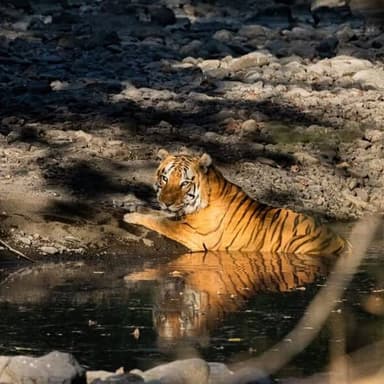 🔥 खिवनी बना ‘टाइगर-लैंड’, इको-टूरिज्म का नया मॉडल
बाघों की वापसी से खिवनी में वन्यजीवों का पुनर्जन्म
देवास। प्रदेश के ...
