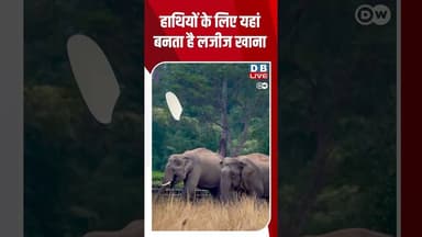 हाथियों के लिए यहां बनता है लजीज खाना | #DW_Environment #Elephant #Animals
