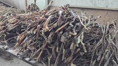 खंडवा नगर: खंडवा: प्रशासन का खुलासा, जानवर की चर्बी से बन रहा था घी और आइसक्रीम