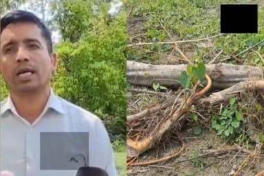 মাজুলীত লেডী পুস্পা: মাজুলীৰ কঠালখোৱা চাপৰিত বনধ্বংস কেইবাবিঘা মাটিত থকা মূল্যবান গছকাটি তহিলং দুটা পৰিয়ালৰ অভিযোগ গ...