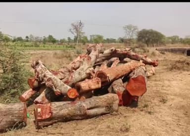 कुरूद: जांच रिपोर्ट में हुआ खुलासा, अवैध रूप से काटे गए थे पेड़, एसडीएम ने कहा- होगी कार्रवाई