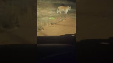 #tiger