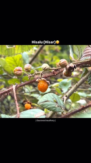 Hisar fruit (locally known as Hisalu or Hisar) is commonly known in English as the Yellow Himalayan Raspberry or Golden ...