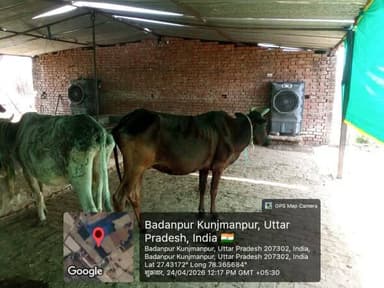 *भीषण गर्मी में गौवंश की सुरक्षा हेतु विशेष इंतजाम, गौ आश्रय स्थलों में कूलर-पंखों की व्यवस्था सुनिश्चित*
*एटा 25 अप्...