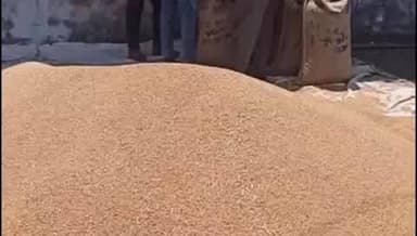 धार: समर्थन मूल्य पर गेहूं खरीदी शुरू, अब शनिवार को भी खुलेंगे केंद्र