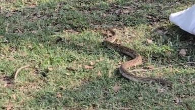 #केवलपुरवा/
#नकहा
#शारदा नगर रेंज के अंतर्गत नकहा वन क्षेत्र के केवलपुरवा गांव में रियासत अली बीडीसी की बाग में निकला ख...