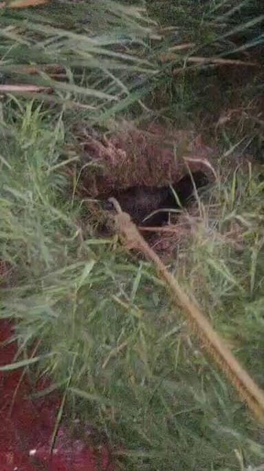 ग्रेटर नोएडा बिग ब्रेकिंग---
ग्रेटर नोएडा प्राधिकरण के भ्रष्ट अधिकारियों की लापरवाही एक बार फिर आई सामने।
किसान की भैंस...