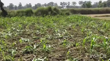 घोसी: सैदपुर गांव में किसान की मकई की फसल को गांव के ही कुछ लोगों ने काटकर किया नष्ट