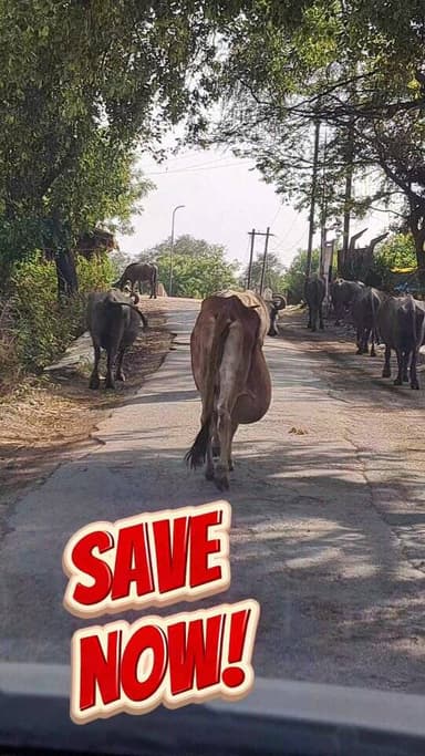 गाय माता की ये हालत देखकर दिल रो पड़ा 💔
जरूरत खत्म… तो सड़क पर छोड़ दिया! इंसान इतना बदल गया?
जब तक फायदा था, तब तक सेव...