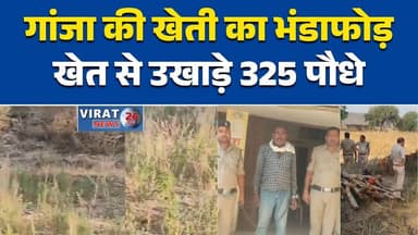 सतना: खेत में लहलहा रही थी गांजे की खेती, आरोपी जेल भेजा गया#SatnaNews #Jaso #GanjaSeizure #NDPSAct #DrugBust #MPNews #B...