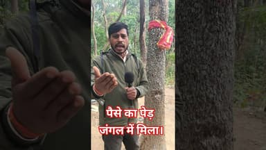 पैसे का भी पेड़ होता है कहानी सच होता है? !!😱!! #entertainmentreels #shorts #trees #moneytree