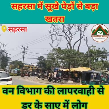 सहरसा में सूखे पेड़ों से बड़ा खतरा, वन विभाग की लापरवाही से डर के साए में लोग #saharsabihar #saharsa_bihar #ABJ #Crime