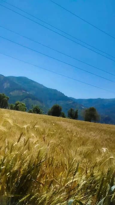 गेहूं की फसल तैयार #new #trend #viralreelsシ Raza Anees Zargar @topfans