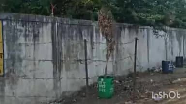 आष्टा: पानी न मिलने से लाखों के पौधे सूखे, पार्षद ने कहा- जब पानी नहीं देना था तो पौधे क्यों लगाए?