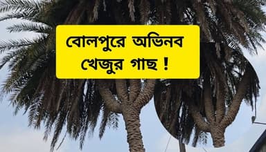বোলপুরে অভিনব খেজুর গাছ!
#birbhumportal #BengaliNewsLive #newfollowers #viralnews #bengalinewsupdate