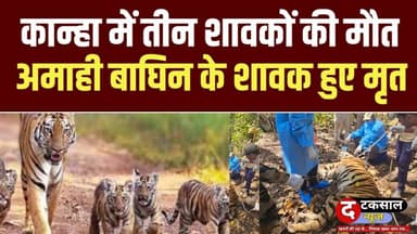 कान्हा टाइगर रिज़र्व में संकट | 5 दिन में 3 शावकों की मौ#त | बाघिन अमाही गंभीर