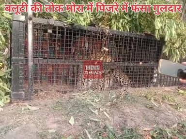 बलूटी के तोक मोरा गांव में पिंजरे में फंसा गुलदार..
#gkmnews
हल्द्वानी/नैनीताल।
जनपद के बलूटी क्षेत्र के तोक मोरा गांव...