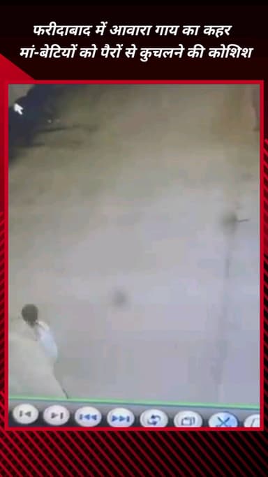 फरीदाबाद: फरीदाबाद में आवारा गाय का कहर, मां-बेटियों को कुचलने की कोशिश, CCTV में कैद खौफनाक हमला