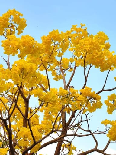 ফুলের সমারোহে সেজে উঠেছে শান্তিনিকেতন!
#birbhumportal #bengalinewsupdate #BengaliNewsLive #newfollowers #শান্তিনিকেতন