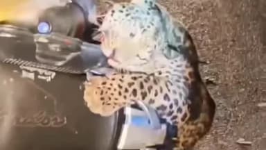 खुटानी मार्ग पर मंगलवार शाम एक दिल दहला देने वाली घटना में तेंदुआ बाइक से टकराया