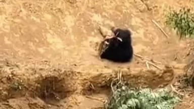 କେନ୍ଦୁଝର ସଦର: କରଡ଼ାପାଳ ଠାରେ ପିଇବାକୁ ଆସିଥିଲା ହରିଣ ପାଇଁ ବସିଥିବା ଫାସରେ ପଡିଲା ଭାଲୁ ଜଙ୍ଗଲ ବିଭାଗ କର୍ମଚାରୀ ଙ୍କ ଦ୍ୱାରା ଉଦ୍ଧାର ସମୟରେ ମୃତ୍ୟୁ