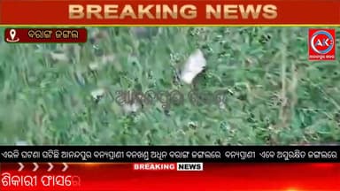ଶିକାରୀ ଫାସରେ ପଡି ଭାଲୁ ମୃତ ବନ କର୍ମଚାରୀ ସାଜିଲେ ଦେଖଣା ହାରୀ,ଏଭଳି ଘଟଣା ଘଟିଛି ଆନନ୍ଦପୁର ବନ୍ଯପ୍ରାଣୀ ବନଖଣ୍ତ ଅଧିନ ବରାଙ୍ଗ ଜଙ୍ଗଲରେ ...