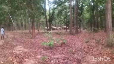 ପାଟଣା: ଝାଲିଆବେଡା ଜଙ୍ଗଲକୁ ଆସିଲେ ଷୋହଳ ଟିକିଆ ହାତୀପଲ