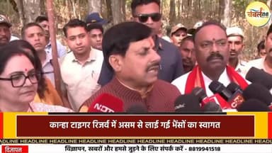 CM Mohan Yadav ने करवाई कान्हा में जंगली भैंसों की ऐतिहासिक वापसी—150 साल बाद गूंजी जंगल की धड़कन | ChambalTV
#CMMohan...