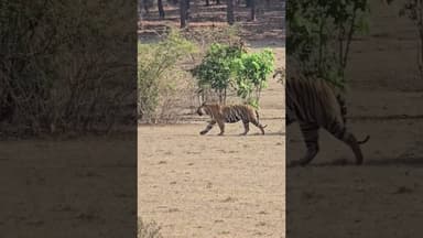 #tiger