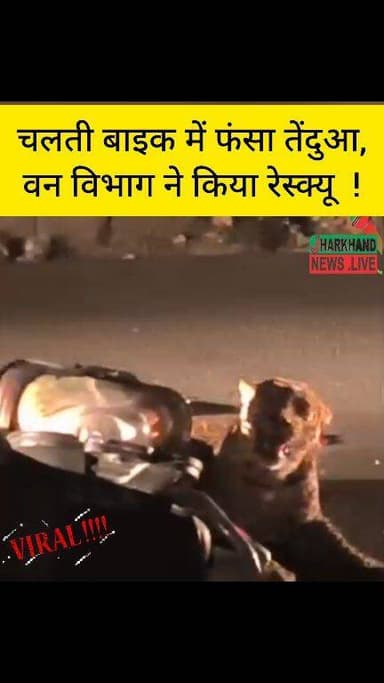 कैंची धाम रोड पर बाइक से टकराया तेंदुआ, चेन में फंसा पैर, आजाद न हो पाने पर भड़का खूंखार