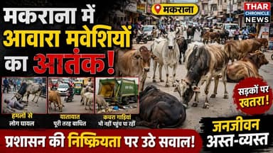 मकराना में आवारा मवेशियों का आतंक 😱 | सड़कों पर खतरा, प्रशासन पर उठे सवाल | Makrana News
#MakranaNews #StrayCattle #Raj...