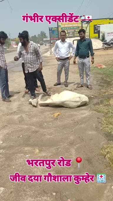 जीव दया गौशाला संस्थान कुम्हेर 🙏🚩
📞 किसी भी सेवा व सहायता हेतु हेल्पलाइन नंबर: 7734063606