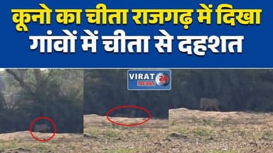 राजगढ़;कूनो का चीता राजगढ़ में दिखागांवों में चीता से दहशतवन विभाग ने शुरू किया रेस्क्यू#KunoNationalPark #Cheetah #Rajg...