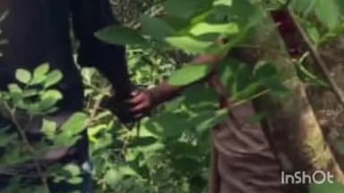 തിരുവനന്തപുരം: പോത്തൻകോട് വെള്ളാണിക്കല് പാറയില് യുവാവിനെയും യുവതിയെയും തൂങ്ങിമരിച്ച നിലയില് കണ്ടെത്തി