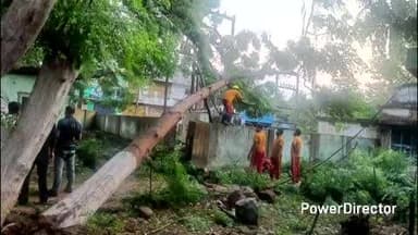 ନବରଙ୍ଗପୁର ପୋଲିସ ଷ୍ଟେସନ: ନବରଙ୍ଗପୁର ମେଡିକାଲ ଭିତରେ ଟ୍ରାନ୍ସଫର ଉପରେ ପଡିଲା ଗଛ