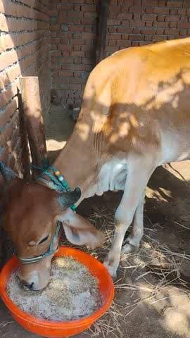 ब्रेकिंग न्यूज़ कामधेनु गाय बिगर जाने दूध दे रही है 18 महीने में 21 दिन हुए पहले और दूध चालू हो गया बेलगांव की गाय@