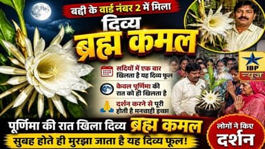 Baddi Breaking: क्या है ब्रह्मा कमल की सच्चाई, आखिर क्यों खिलता है साल में 1 बार #ibpnews #baddi