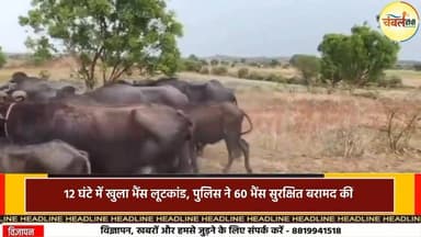 12 घंटे में खुला भैंस लूटकांड, मुरैना पुलिस ने 60 भैंस सुरक्षित बरामद कीं | ChambalTV
#gwaliorbreakingnews #morena #g...