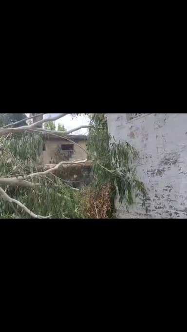 चिचोली मे आंधी तूफान से पी डब्लू डी कालोनी एवं गर्ल्स स्कूल कैम्पस मे गिरा नील गिरी का विशाल काय वृक्ष