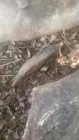 कर्मही गांव में था भाई कबोले दोस्त ठीक है जे होना था से होगा कर्मही मणिका दीपक यादव ने है@hjhshuxuwjxu😈💀😂😂😘💀😂#😈