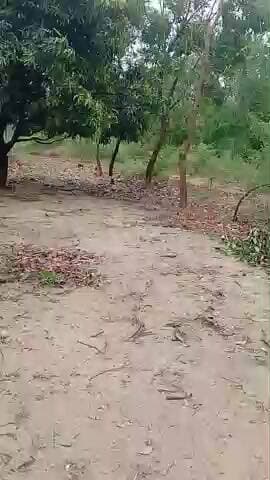 ग्राम फिरोजपुर पटियाली में तूफान से भारी नुकसान लोग परेशान काफी पेड़ टूटने से भारी नुकसान हुआ हैं देखे आम के पेड़ टूट गए