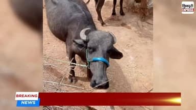 करैरा थाना क्षेत्र में मिली दो भैंसें, मालिक से संपर्क की अपील || SHIVPURI NEWS EXPRESS
#shivpurinewsexpress #shivpuri...