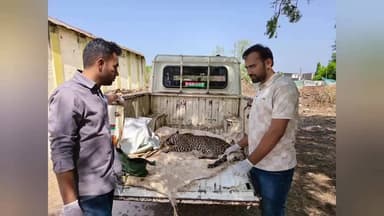જામજોધપુર: સતાપર ગામે આંતરિક લડાઈમાં ઈજાગ્રસ્ત થયેલા દીપડાનું સફળ રેસ્ક્યુ કરી સારવાર અપાય