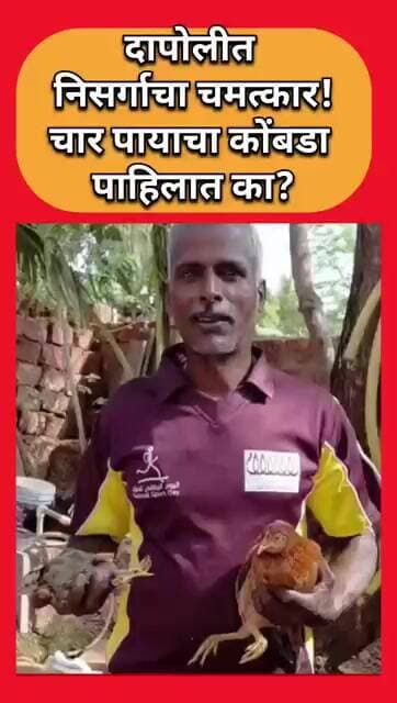 दापोलीत निसर्गाचा चमत्कार!चार पायाचा कोंबडा पाहिलात का?
