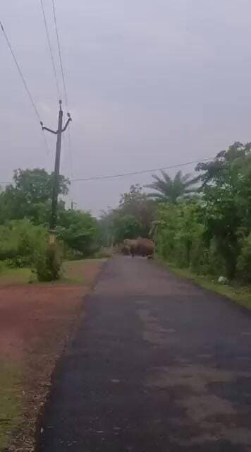 ରାସଗୋବିନ୍ଦପୁର ରେ ତାଣ୍ଡବ ରଚୁଛି ହାତୀ(ଇଟାହାରୀ- ଅମର୍ଦା ମୁଖ୍ୟ ରାସ୍ତା ରେ ହାତୀ)