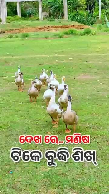 ଦେଖରେ ମଣିଷ ଦେଖେ.. Shorts| Niali