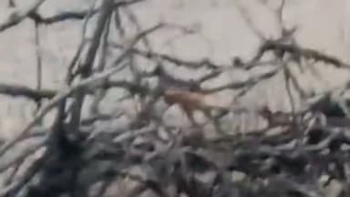 बकानी: बकानी में घुसा चीता KP-3, कूनो टीम ने ट्रैंकुलाइज कर किया सफल रेस्क्यू