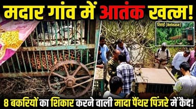 मदार गांव में पैंथर का आतंक खत्म: 8 बकरियों का शिकार करने वाली मादा पैंथर पिंजरे में कैद, जंगल में छोड़ी गई#udaipur #uda...
